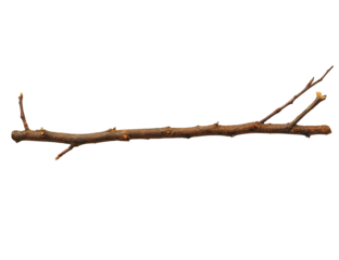 Close-up of a single, horizontal branch