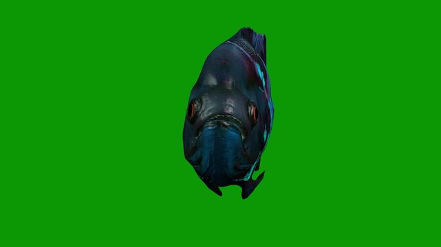 Beautiful Blue Oscar Fish Swim Front 3D Animation On Green Screen