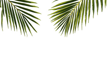 Palm fronds against black background