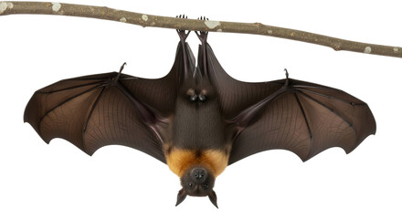 Fruit bat hanging upside down on branch isolated PNG with Transparent Background
