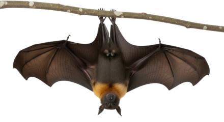 Flying Fox Bat Hanging Upside Down with Spread Wings Isolated on White Background