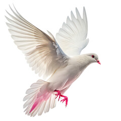 Obraz premium A white bird with pink feet flies in the air transparent or white background png bird in flight png pink feet bird png avian creature soaring png open wings bird png sky flight png isolated image