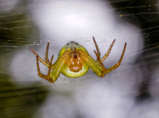 spinne
