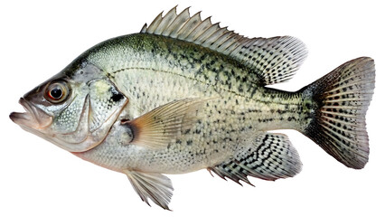 crappie fish  on isolated transparent background