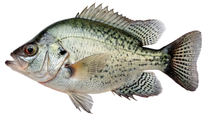 crappie fish  on isolated transparent background