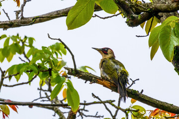 A green woodpecker sits on a dry branch
