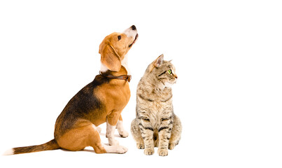 Cute beagle dog and cat scottish straight sitting together, side view, isolated on white background