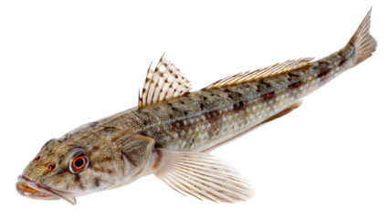 lizard fish  on isolated transparent background