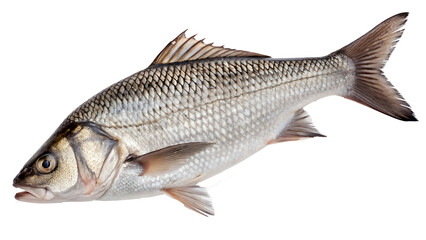 Fototapeta premium swai fish on isolated transparent background png