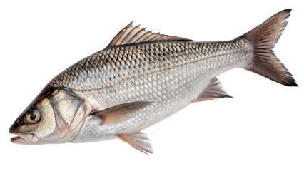 swai fish on isolated transparent background png