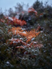 Frosty Orange Ferns in a Cold Winter Forest