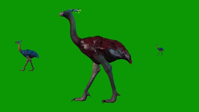 Beautiful Ostrich Bird Walking Left 3D Animation On Green Screen