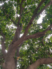 Majestic Tree Canopy: Lush Green Leaves & Thick Branches