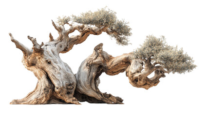 Fototapeta premium Intricate Bonsai Sculpture