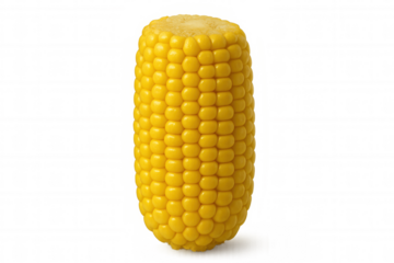 Ripe corn cob standing upright against a transparent background, showcasing its vibrant yellow kernels and ready-to-eat appearance