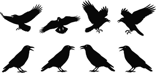 Obraz premium Set of black crow silhouettes, flying and standing birds for halloween or nature designs