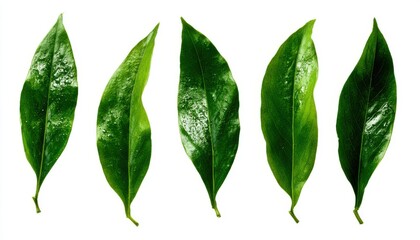 Five Green Leaves on White Background