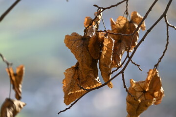 Herbst