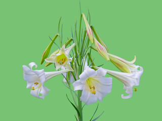 高砂百合の花