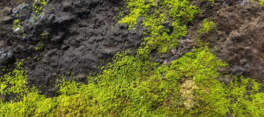 green moss on the wall