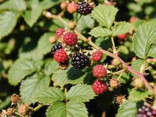wild blackberries growing