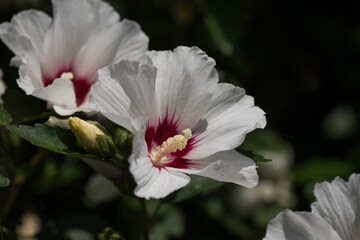 Hibiscus Mathilde, cuttings of Hibiscus syriacus, shrubs with large flowers,