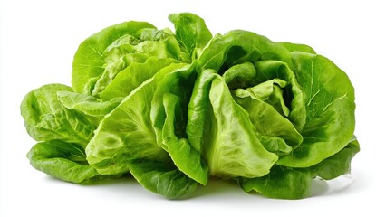 Fototapeta premium Fresh Green Lettuce Leaves on White Background