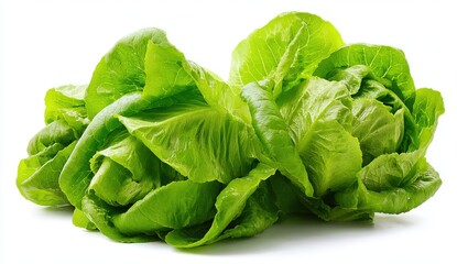 Fototapeta premium Fresh Green Lettuce with Water Droplets on White Background