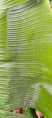 green bamboo leaves on water