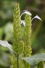 Macro of wild green spike flower in nature