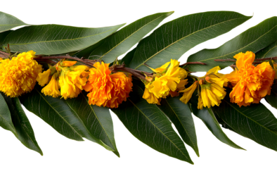 Indian flower garland of mango leaves and marigold fowers. Ugadi diwali ganesh festival poojas weddings unctions holiday ornate deoration. Isolated on whitebackground natural mango laf garland