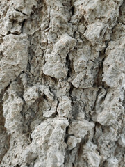Detailed Bark Texture: Close-up of Tree Trunk Surface
