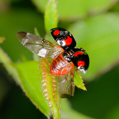 marienkäfer