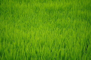Closeup of young green paddy grass in field