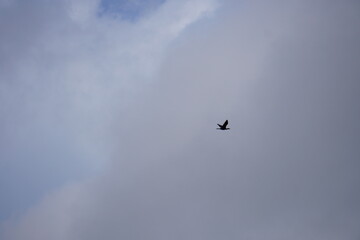 Bird silhouette flying in the sky with clouds