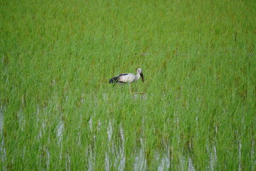 Asian Openbill Stork in Green Paddy Field