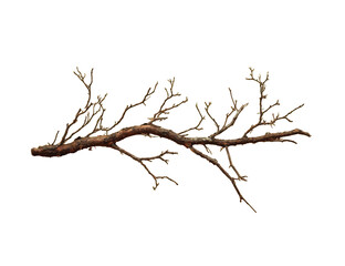Fototapeta premium Dried branch against black background