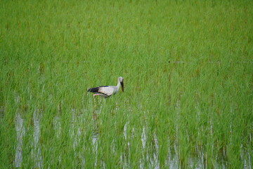 Asian Openbill stork bird in green grass wetland