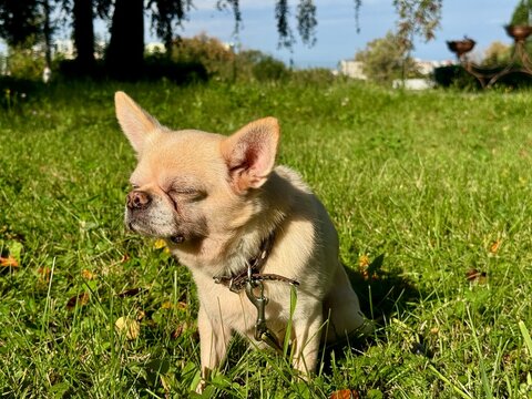 A beige Chihuahua pet on a walk in summer in sunny weather. High quality photo