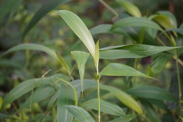 Closeup of green bamboo grass leaves