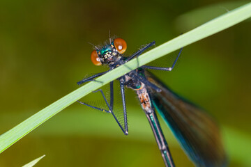 Libelle