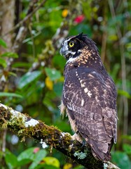 Owl perched on branch in lush foliage