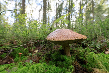 Close-up of a wild mushroom growing on the forest floor, surrounded by lush green moss and plants in natural woodland.