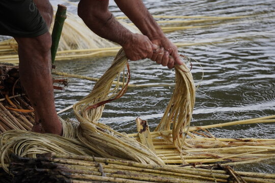 Manual Hand Extraction of Jute Fiber After Retting