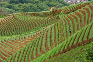 Fototapeta premium Sunrise sunset in the mountains, onion plantations