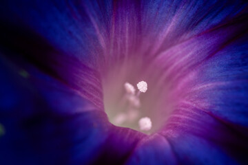Fleur violette d&rsquo;ipom&eacute;e ouverte avec pistil et pollen