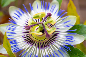 Fleur de passiflore bleue exotique en pleine floraison