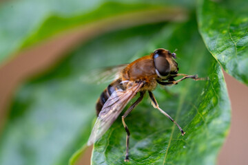 Éristale imitant l’abeille en train de se frotter les pattes