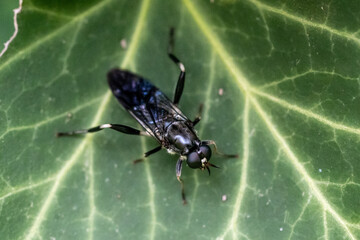 Mouche soldat en gros plan sur une feuille verte