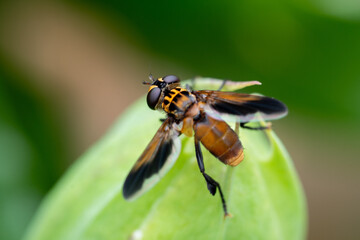 Macro d'une mouche à plumes posée sur une feuille